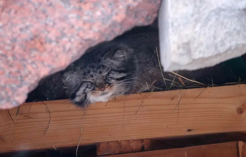 Фотография Дарлая в Московском Зоопарке