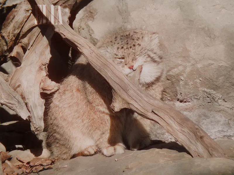 Фотография Олафа в Зоопарке Калгари / Институте Уайлдере