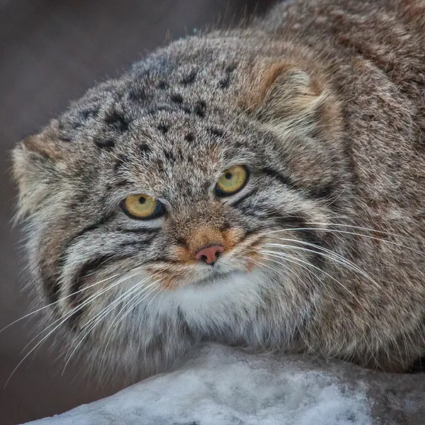 Фотография Клёна в Новосибирском Зоопарке
