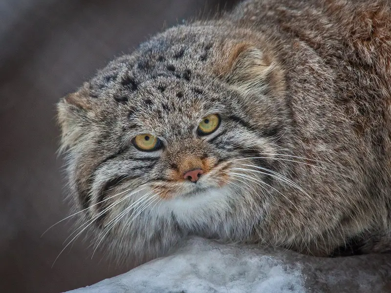 Фотография Клёна в Новосибирском Зоопарке