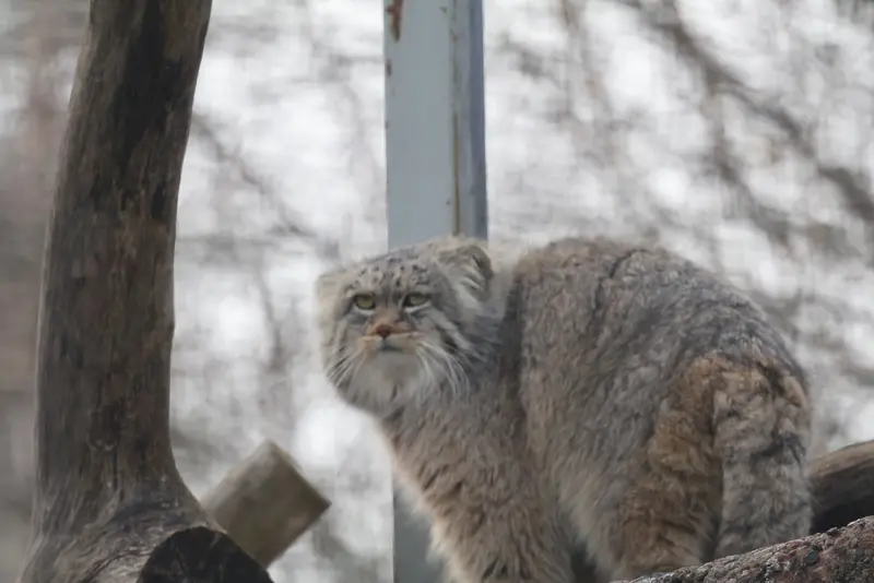 Фотография с манулом