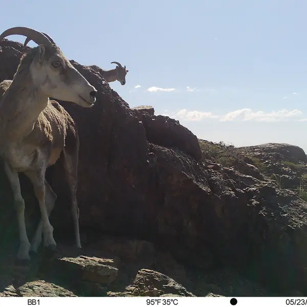 Фотография Аргали с фотоловушки Актас-Кункора