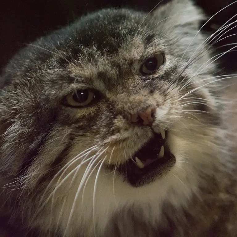 Фотография Примулы в Зоопарке Уено