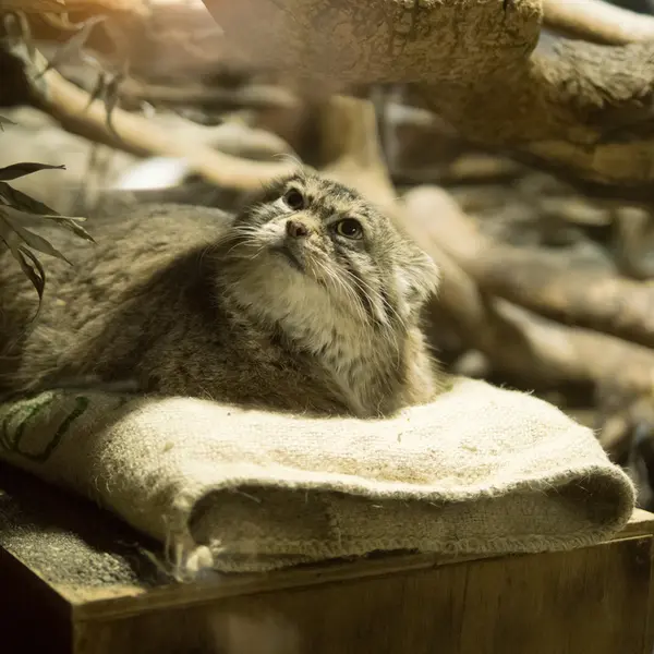 Фотография Примулы в Зоопарке Уено