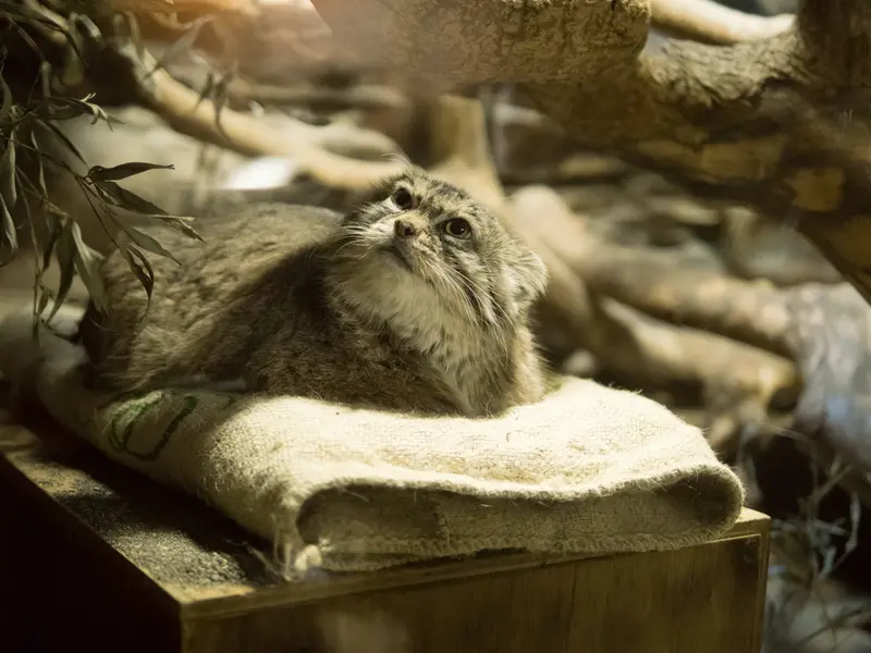 Фотография Примулы в Зоопарке Уено