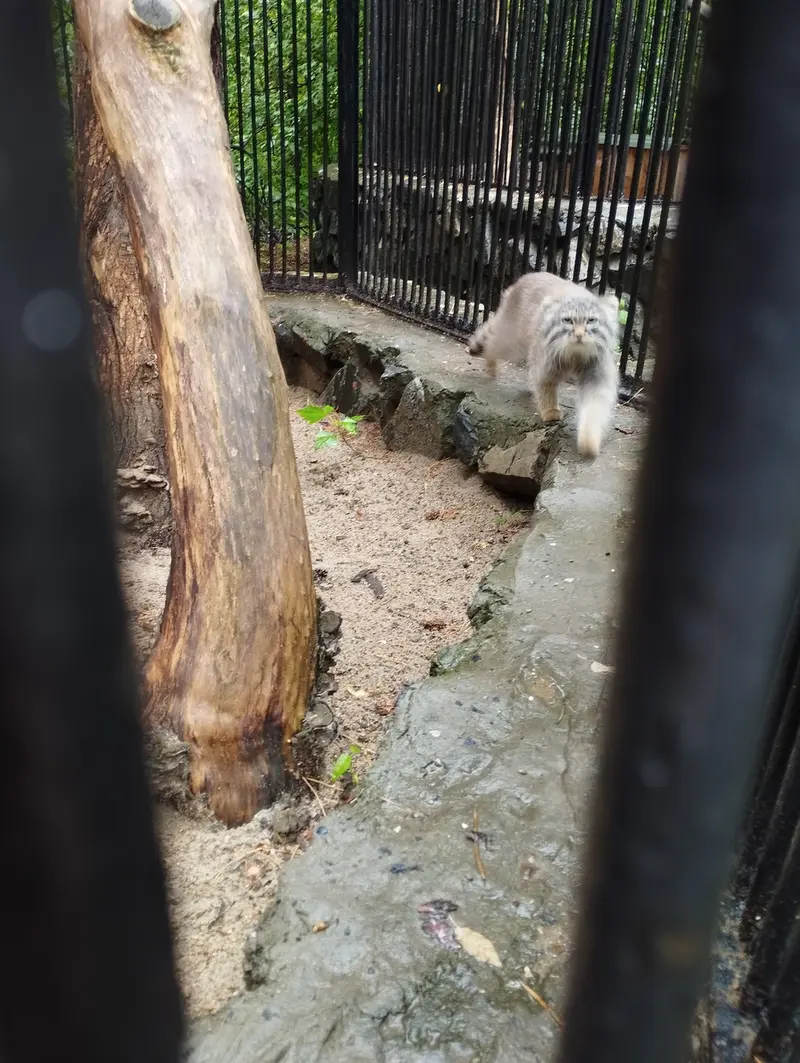 Фотография с манулом в Новосибирском Зоопарке