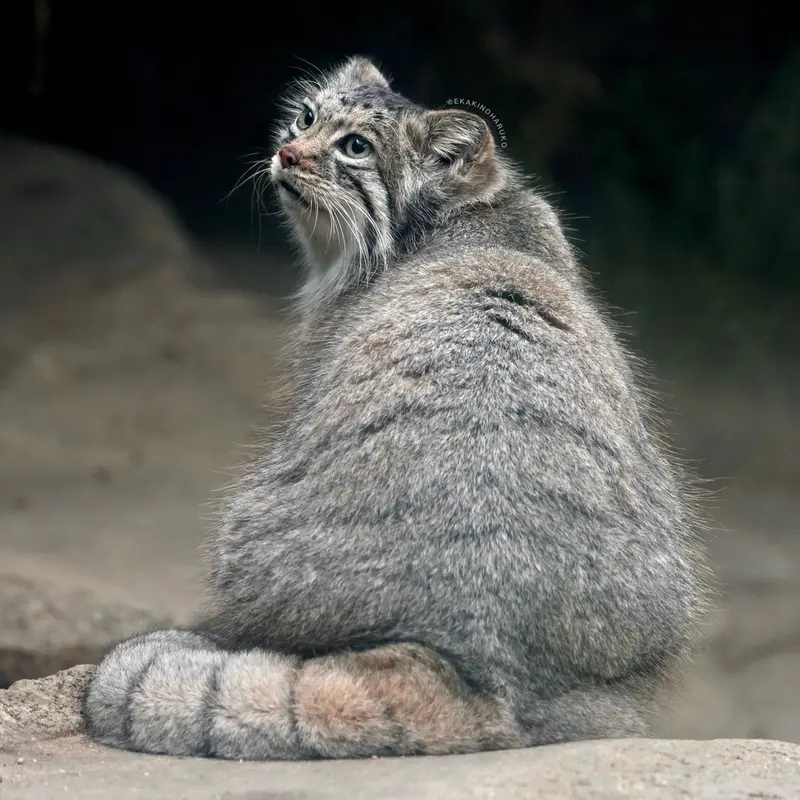 Фотография Аз в Царстве Животных Кобе