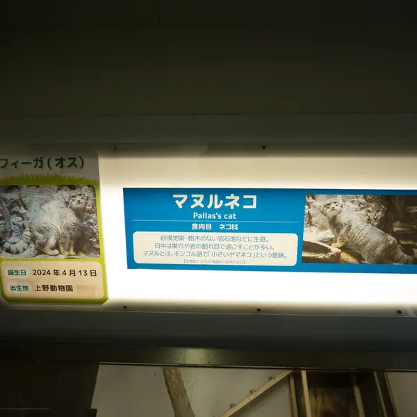 Фотография с манулом в Зоопарке Ногеяме