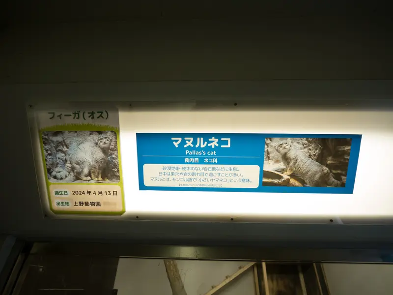 Фотография с манулом в Зоопарке Ногеяме