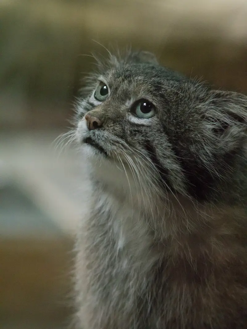 Фотография Клёна в Зоопарке Уено