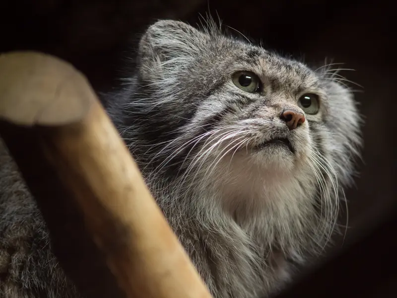 Фотография Клёна в Зоопарке Уено