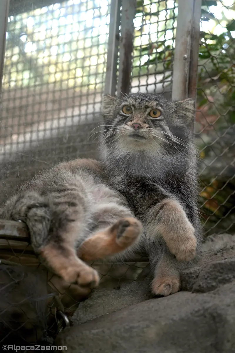 Фотография Ото в Царстве Животных Кобе