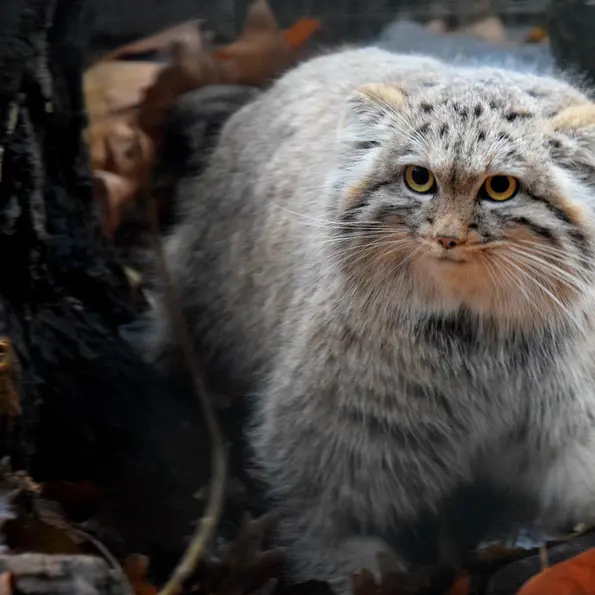 Фотография Люси в Будапештском Зоопарке