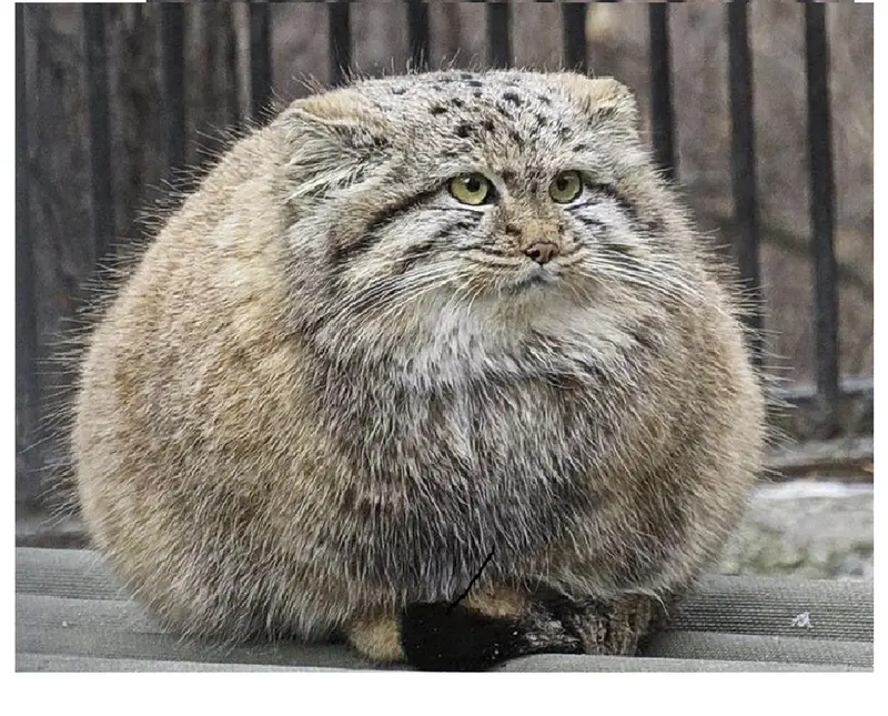 Фотография с манулом