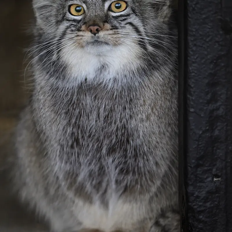 Фотография Мей в Зоопарке Гокатсураи-кэ