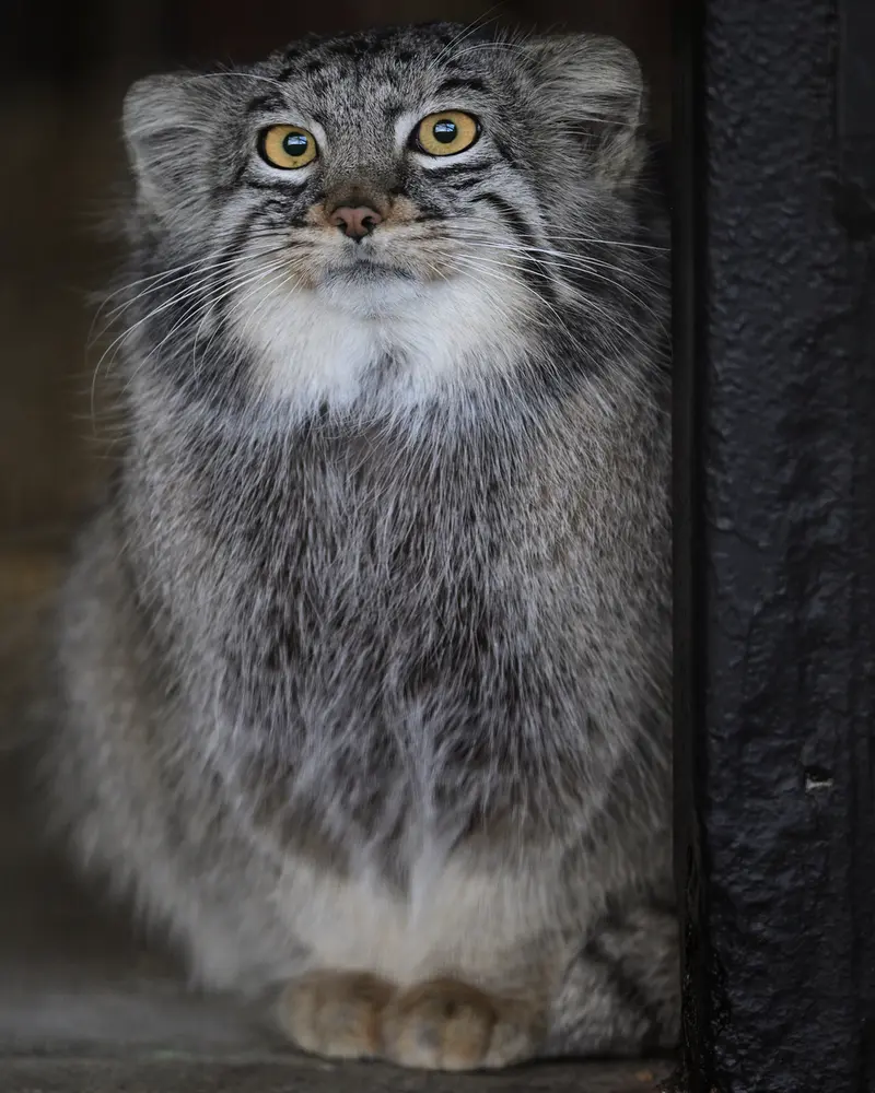 Фотография Мей в Зоопарке Гокатсураи-кэ