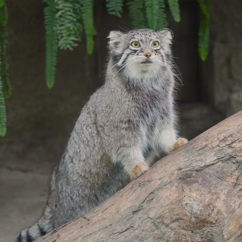 Фотография Ото в Царстве Животных Кобе