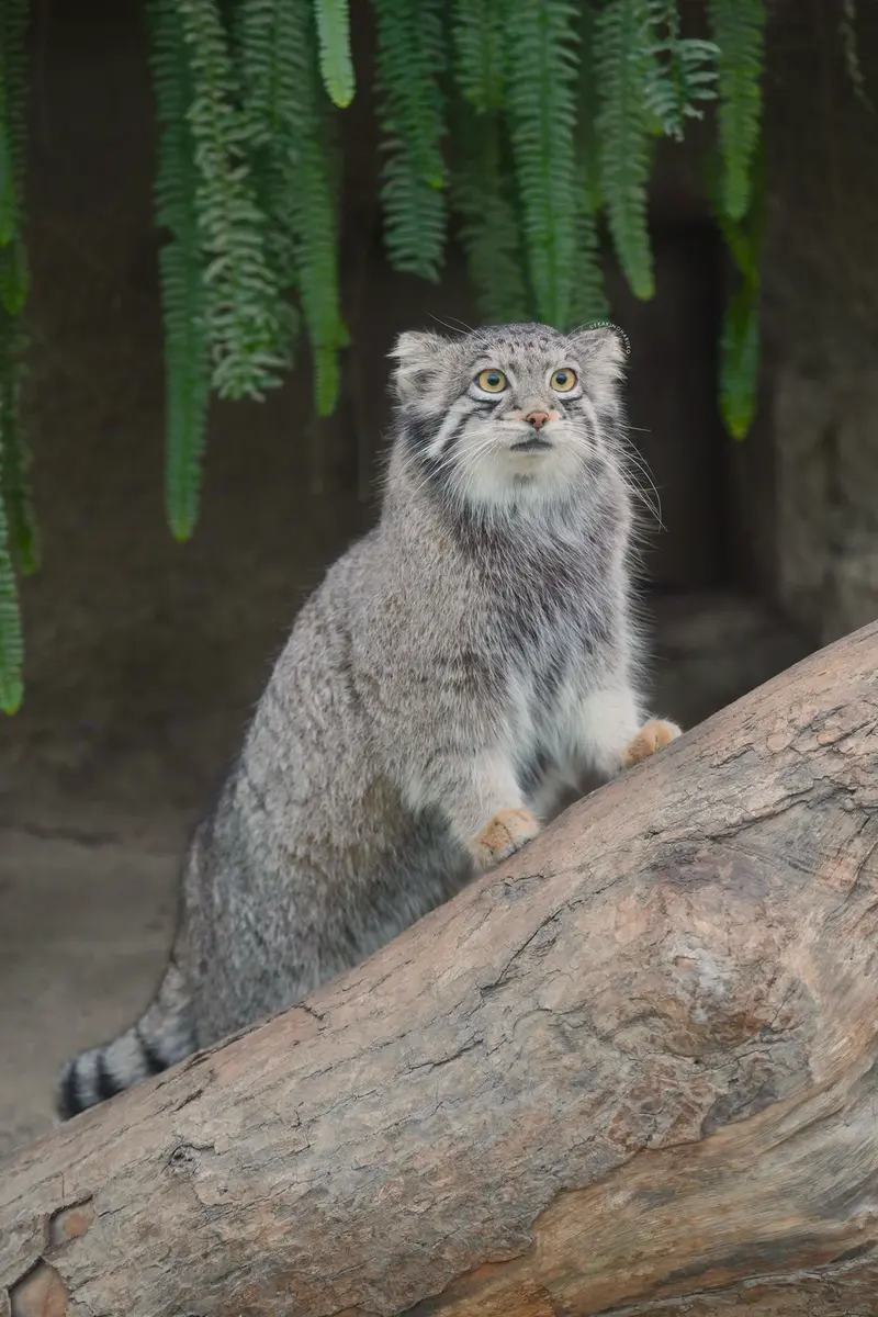 Фотография Ото в Царстве Животных Кобе