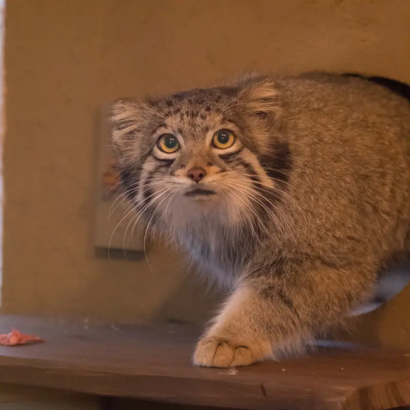 Фотография Ото в Детском зоопарке Сайтама