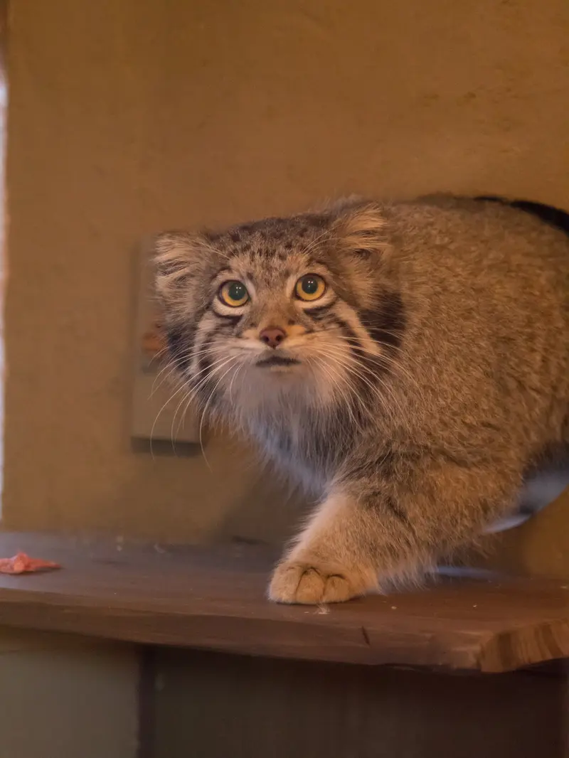 Фотография Ото в Детском зоопарке Сайтама