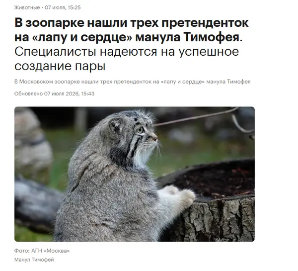 Три невесты для Тимофея