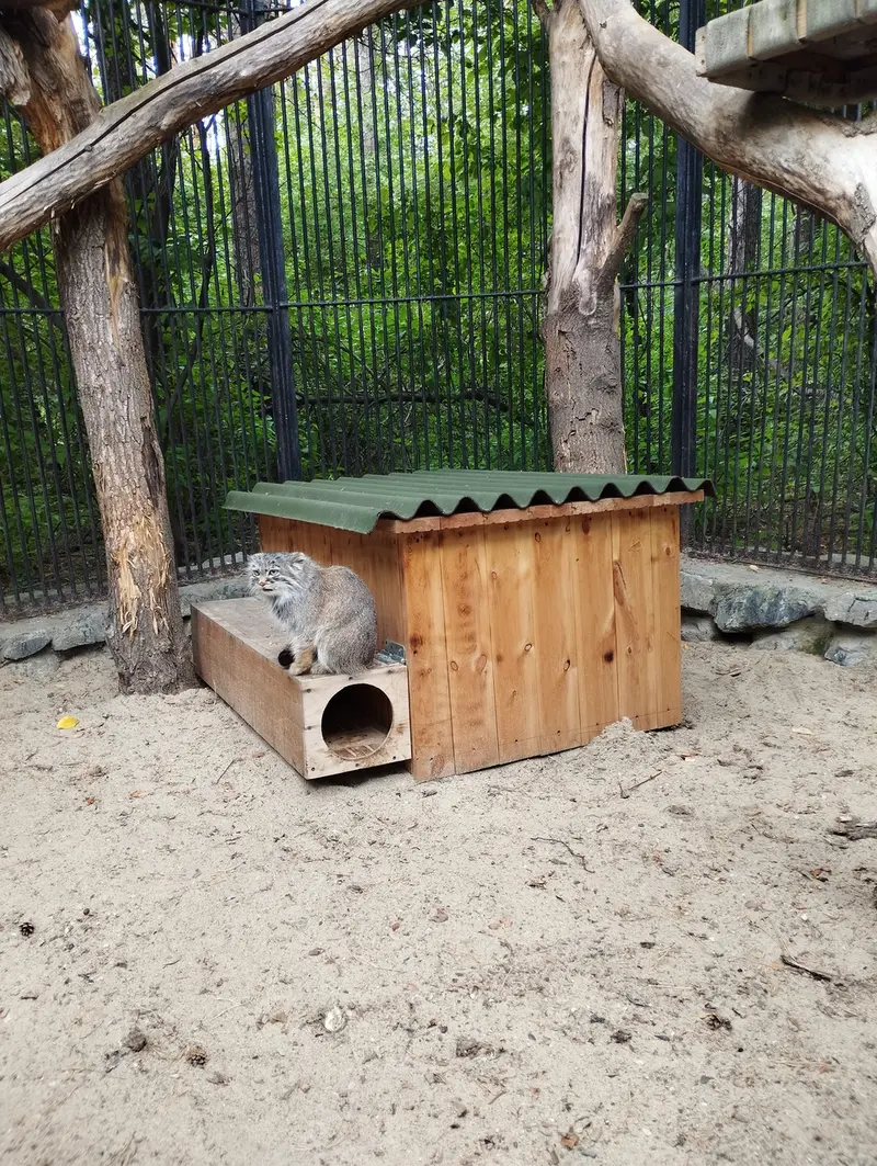 Фотография с манулом в Новосибирском Зоопарке