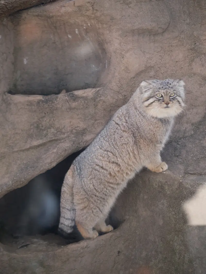 Фотография Лотоса в Детском зоопарке Сайтама