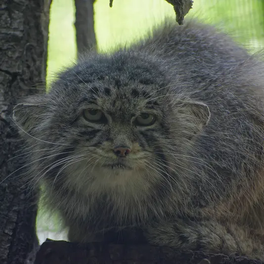 Фотография Музтау в Зоопарке Брно