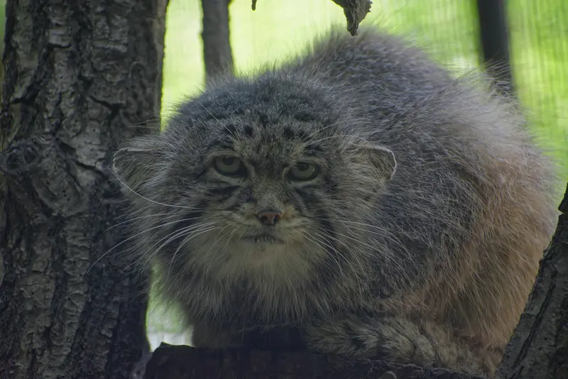 Фотография Музтау в Зоопарке Брно