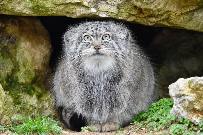 Фотография Наму в Парке диких животных Порт-Лимпн