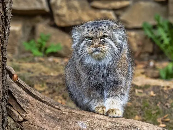 Фотография с манулом в Йиглавском Зоопарке