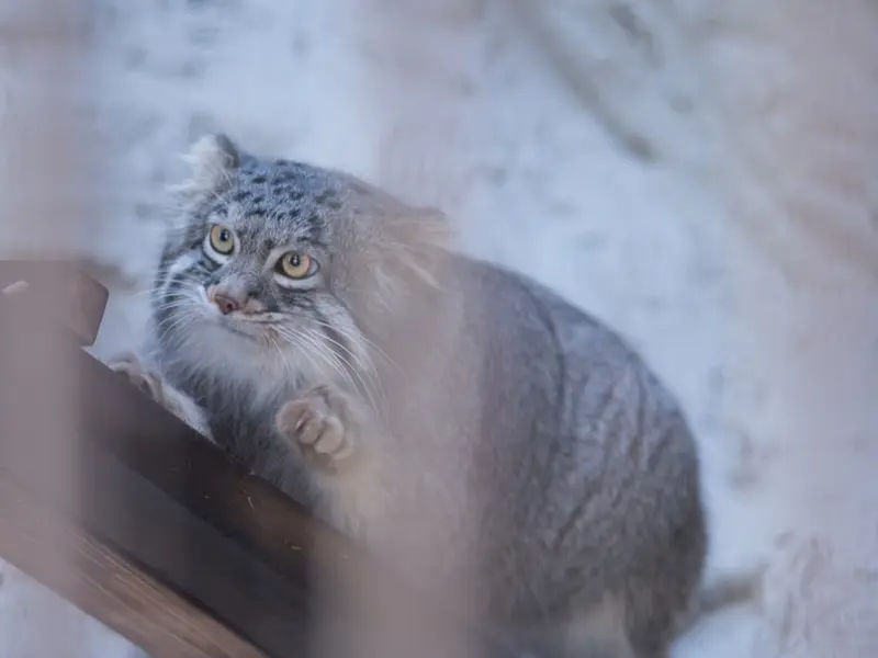 Фотография Фиги в Зоопарке Ногеяме