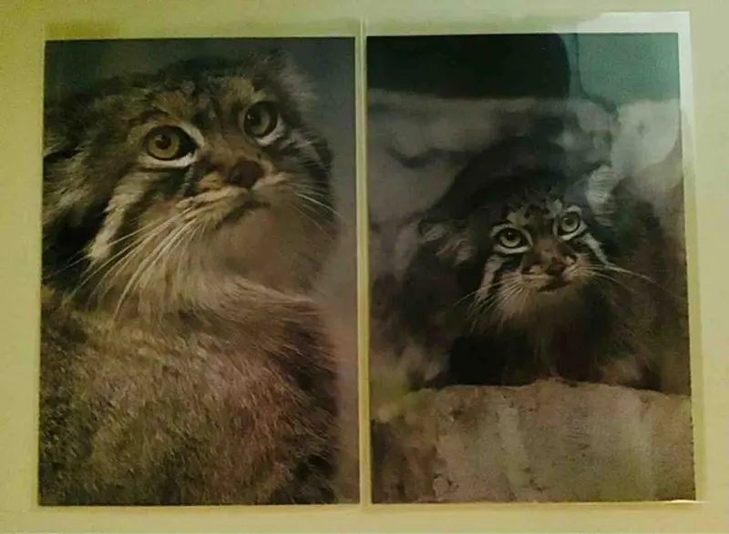 Фотография с манулом