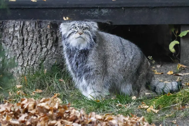 Фотография с манулом