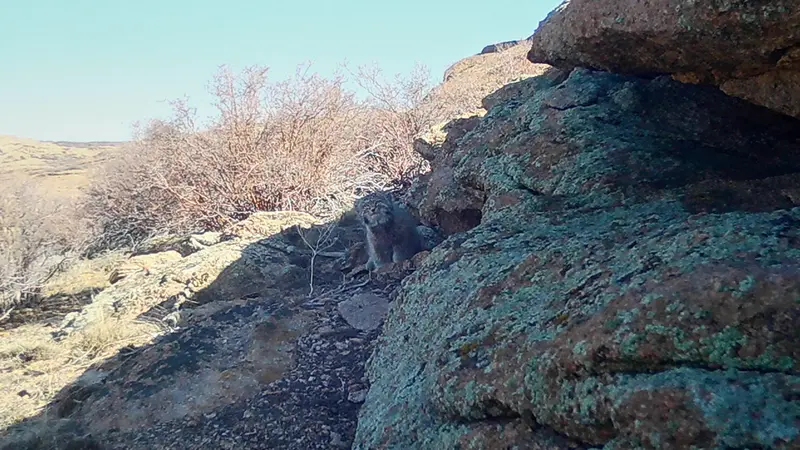 Бектауата 2