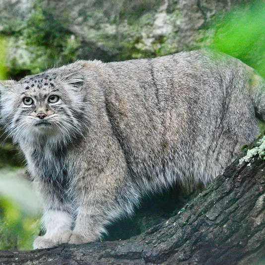 Фотография Манеки-Неко в Берлинском Зоопарке