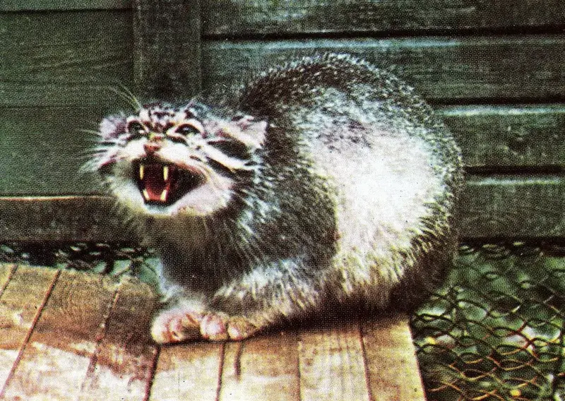 Фотография с манулом