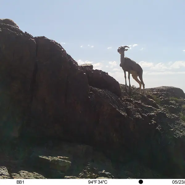 Фотография Аргали с фотоловушки Актас-Кункора