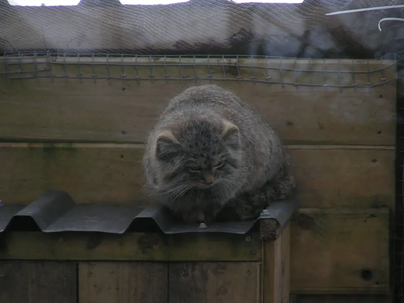 Фотография Алтая в Лэйклэнде Вайлдлайф Оазисе