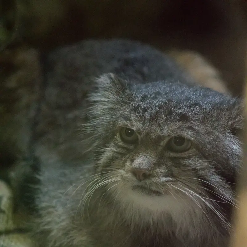 Фотография Клёна в Зоопарке Уено