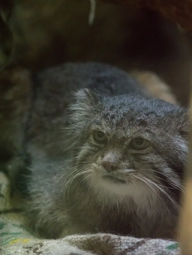 Фотография Клёна в Зоопарке Уено