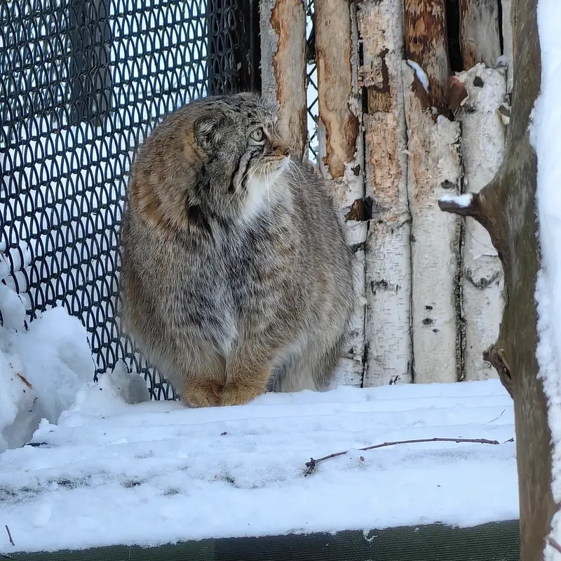 Фотография Евы в Новосибирском Зоопарке