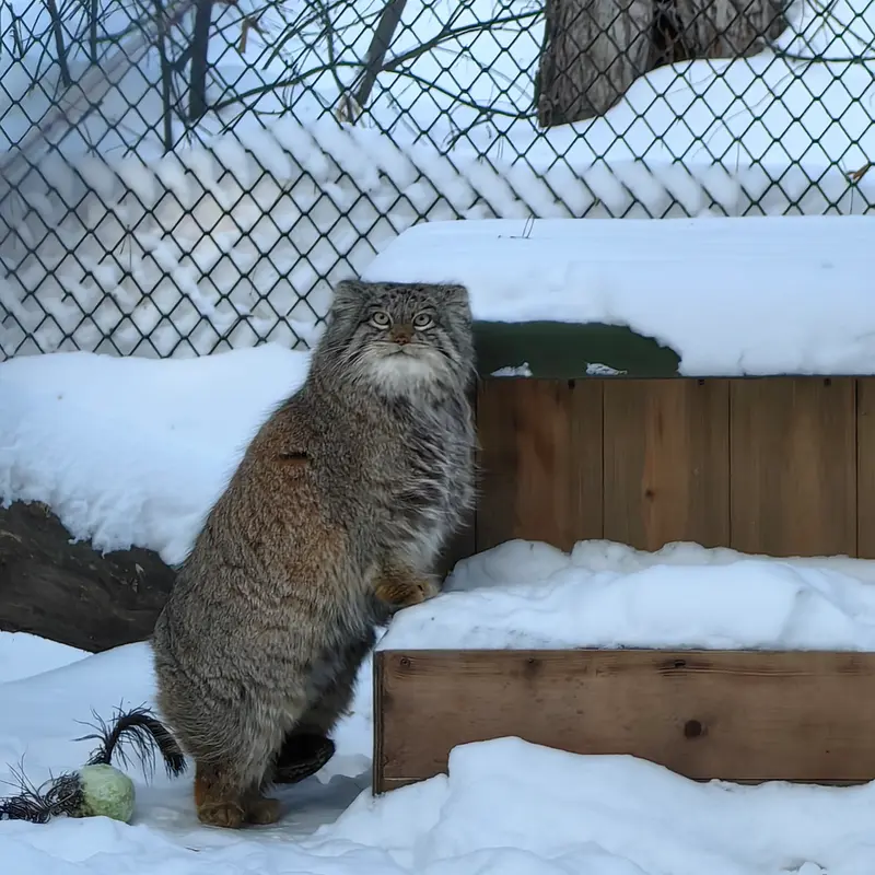 Фотография Снежинки в Новосибирском Зоопарке