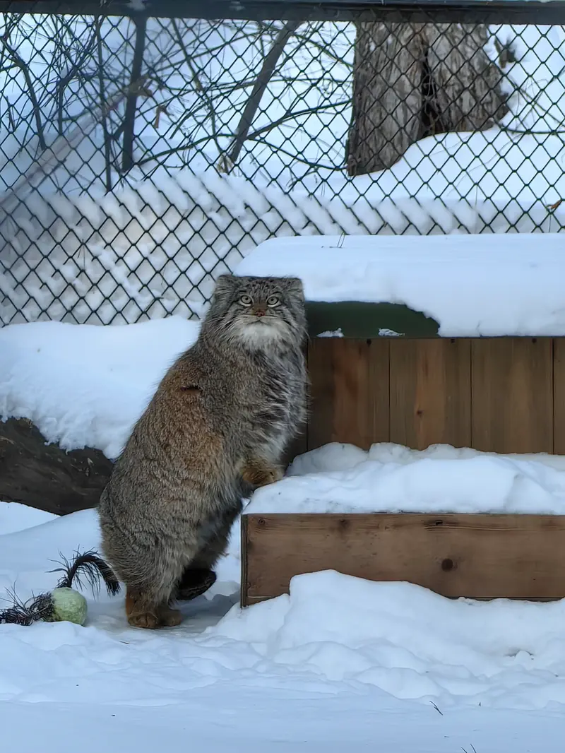 Фотография Снежинки в Новосибирском Зоопарке