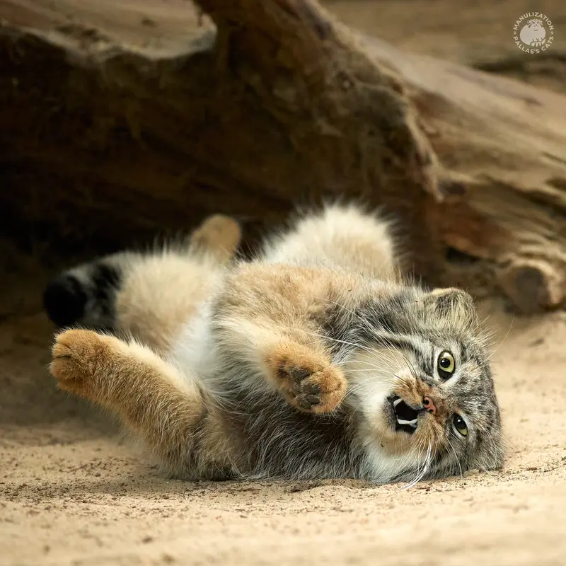 Фотография Алтаны в Ла Торбиере