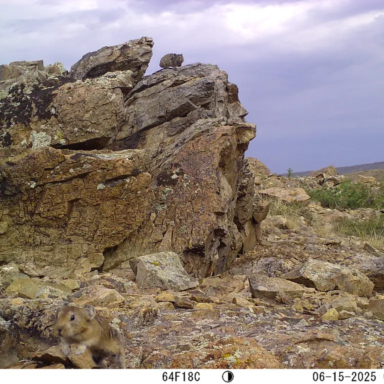 Фотография Казахской пищухи с фотоловушки Карашокы [новинка]