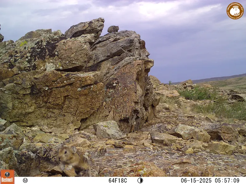 Фотография Казахской пищухи с фотоловушки Карашокы [новинка]