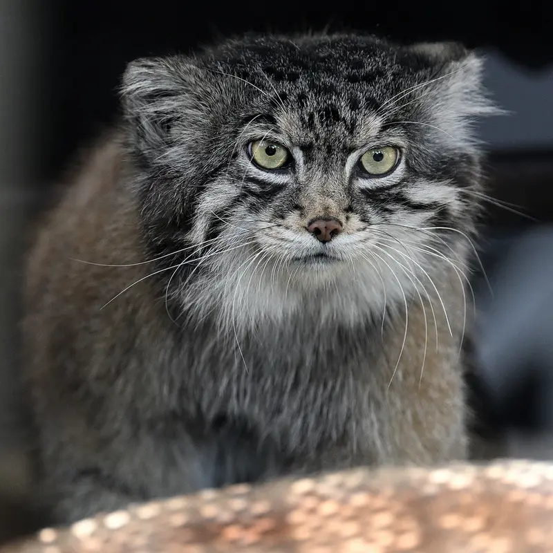 Фотография Ириса в Зоопарке Кобе Оджи