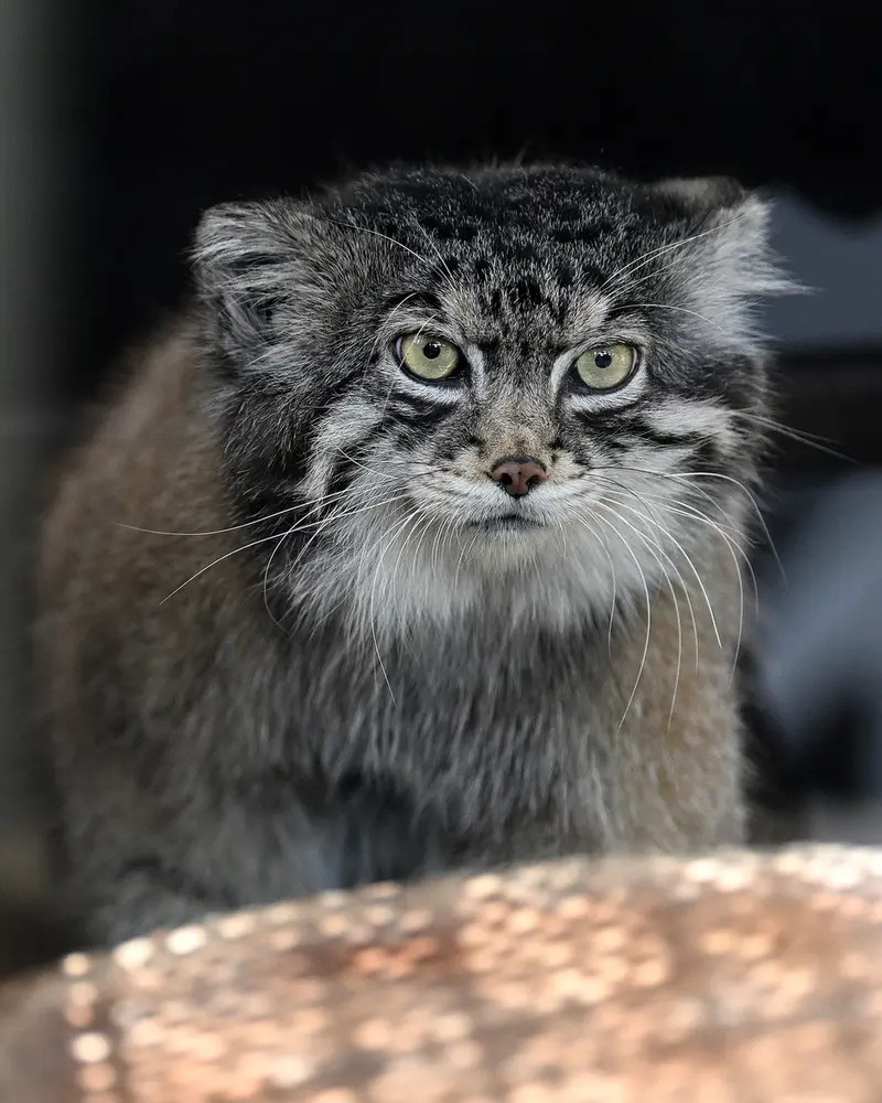 Фотография Ириса в Зоопарке Кобе Оджи