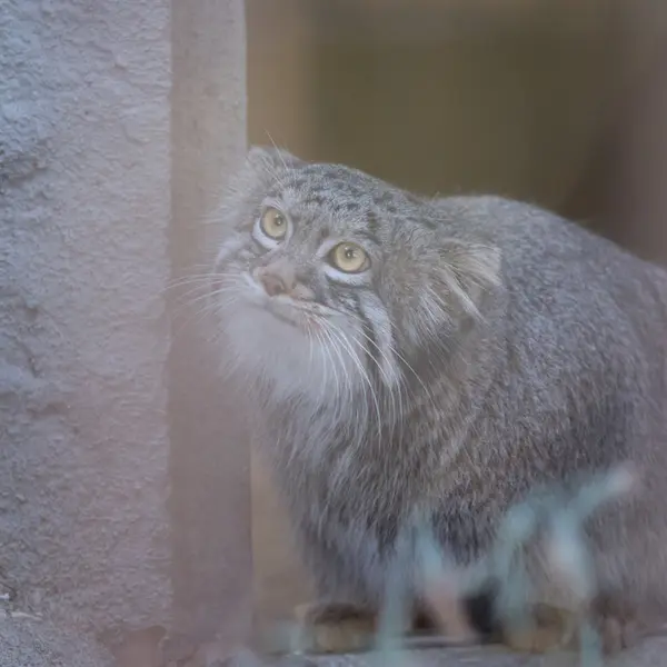 Фотография Фиги в Зоопарке Ногеяме